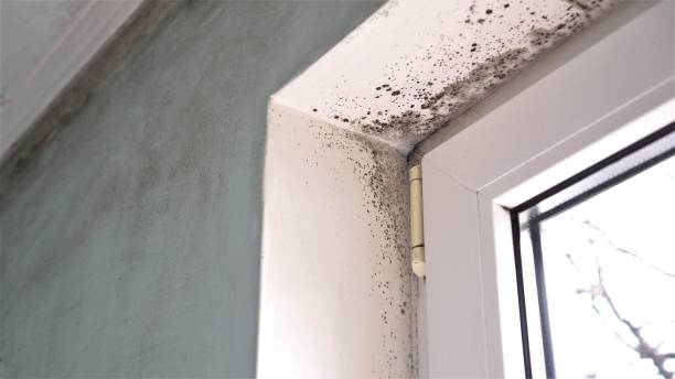 Best Mold Testing  in Rkside, PA