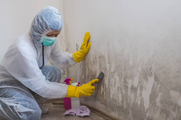 Best Crawl Space Mold Removal  in Rkside, PA