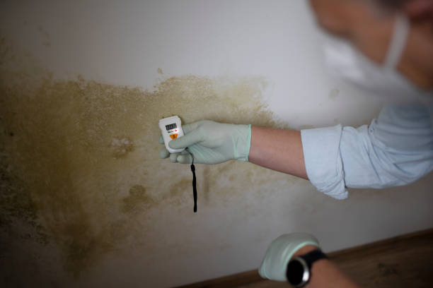 Best Certified Mold Removal  in Rkside, PA
